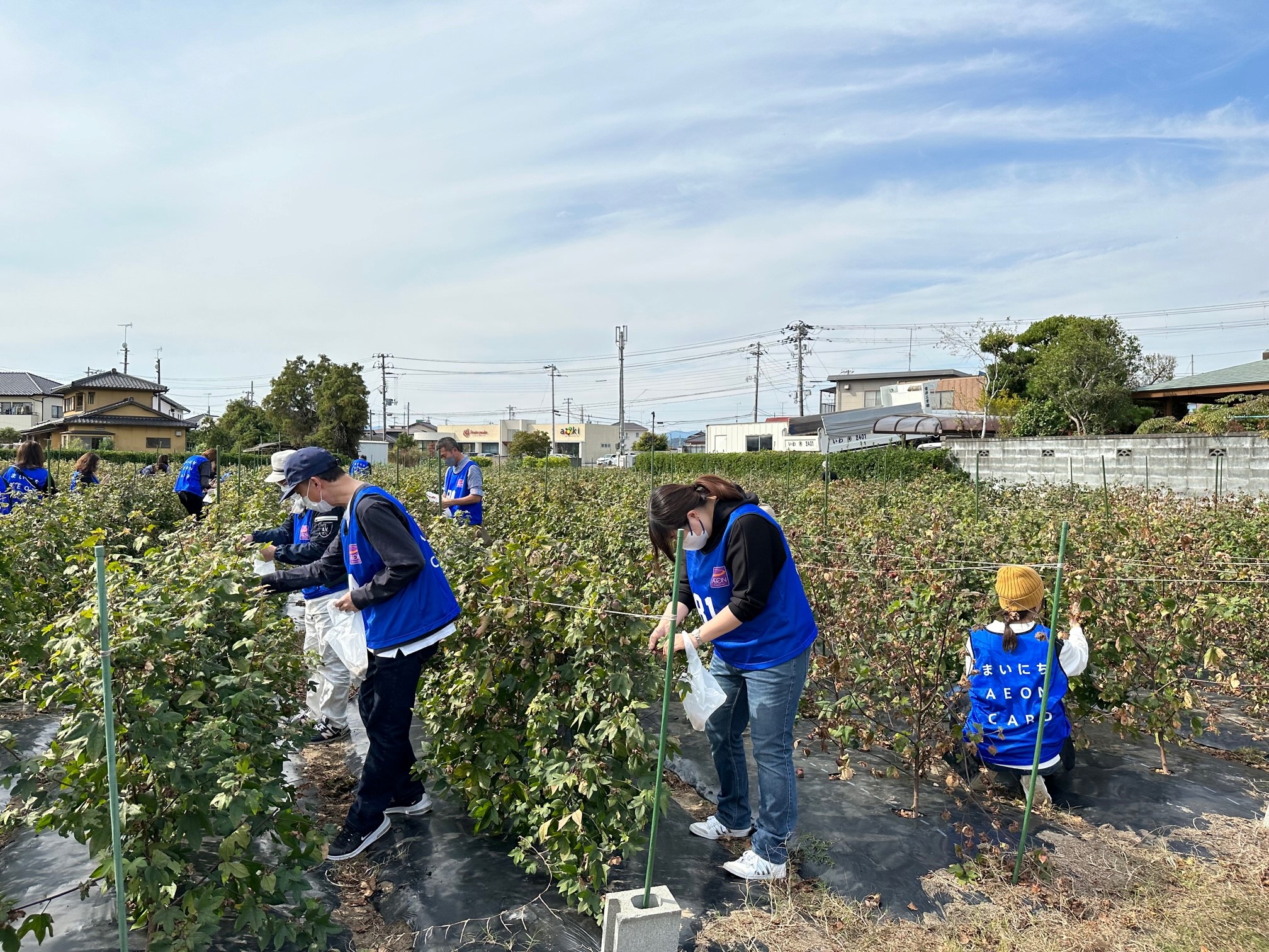 綿花収穫ボランティア